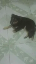 Cachorro raça Srd idade 1 ano nome Manu
