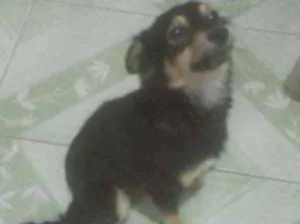 Cachorro raça Srd idade 1 ano nome Manu