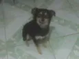 Cachorro raça Srd idade 1 ano nome Manu