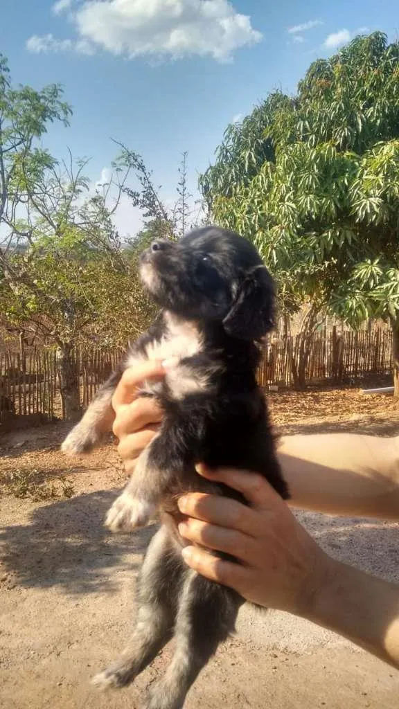 Cachorro raça indefinida idade Abaixo de 2 meses nome filhote 1