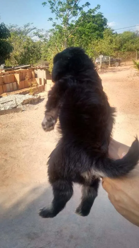 Cachorro raça indefinida idade Abaixo de 2 meses nome filhote 1