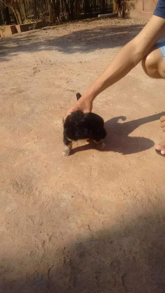 Cachorro raça indefinida idade Abaixo de 2 meses nome filhote 1