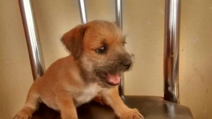 Cachorro raça indefinida idade Abaixo de 2 meses nome filhote 2