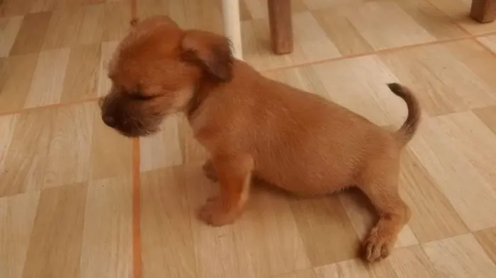 Cachorro raça indefinida idade Abaixo de 2 meses nome filhote 2