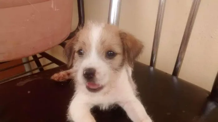 Cachorro raça indefinida idade Abaixo de 2 meses nome filhote 3