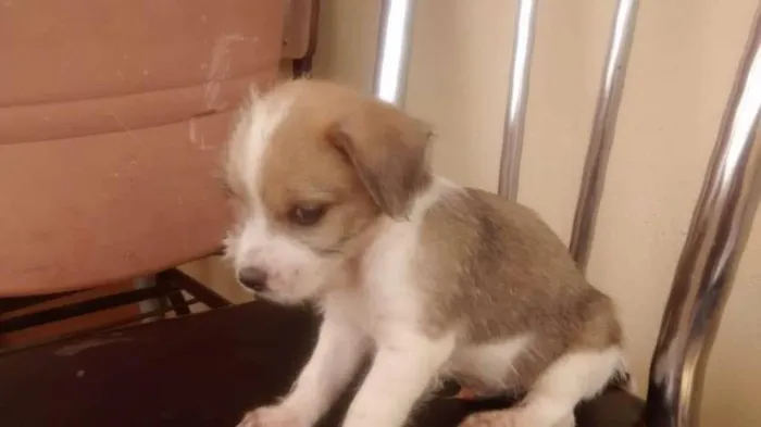 Cachorro raça indefinida idade Abaixo de 2 meses nome filhote 3
