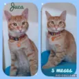 Gato raça Srd idade  nome Juca 