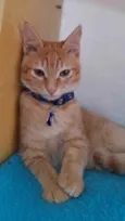 Gato raça Srd idade 2 a 6 meses nome Blond