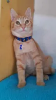 Gato raça Srd idade 2 a 6 meses nome Blond