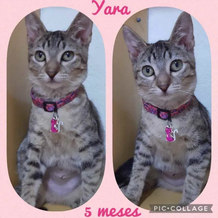 Gato raça Srd idade 2 a 6 meses nome Yara