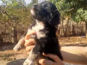 Cachorro raça indefinida idade Abaixo de 2 meses nome filhote 1