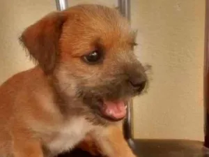 Cachorro raça indefinida idade Abaixo de 2 meses nome filhote 2