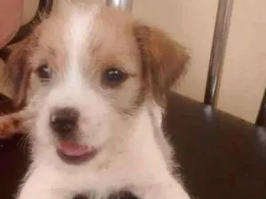 Cachorro raça indefinida idade Abaixo de 2 meses nome filhote 3