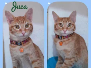 Gato raça Srd idade  nome Juca 