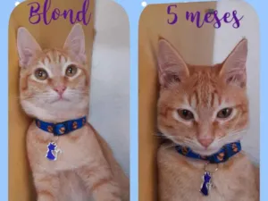 Gato raça Srd idade 2 a 6 meses nome Blond