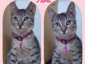 Gato raça Srd idade 2 a 6 meses nome Yara