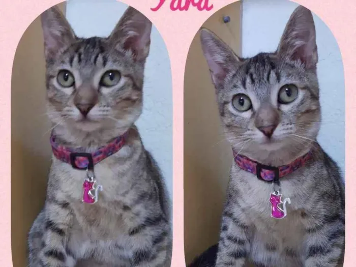 Gato raça Srd idade 2 a 6 meses nome Yara