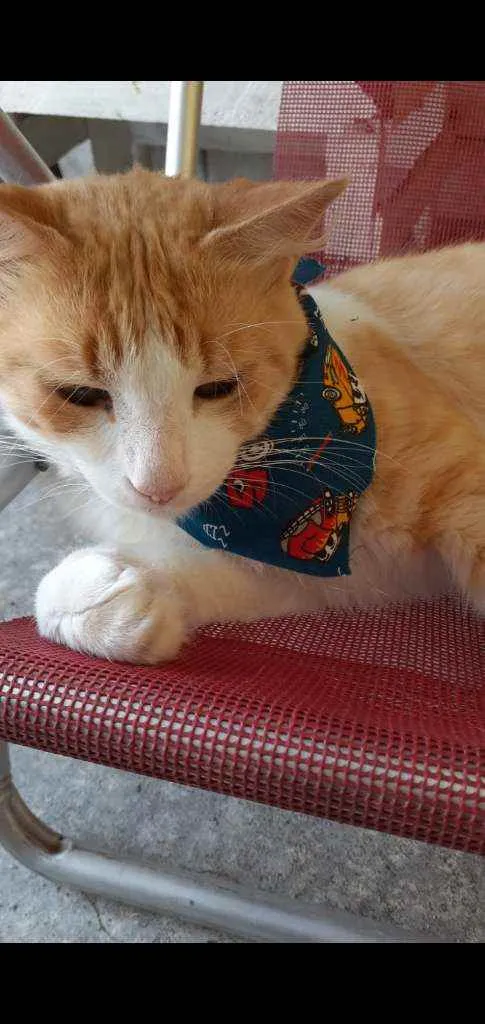 Gato ra a SRD idade 1 ano nome Bob
