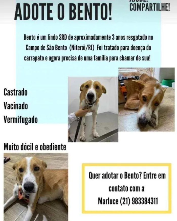 Cachorro ra a SRD idade 3 anos nome Bento 