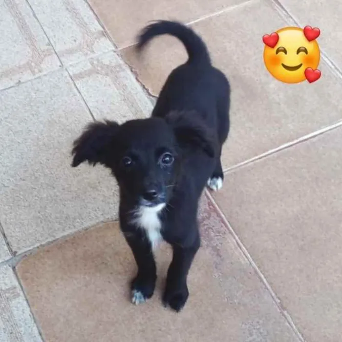 Cachorro ra a SRD idade 2 a 6 meses nome Charlote