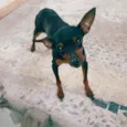 BILU
