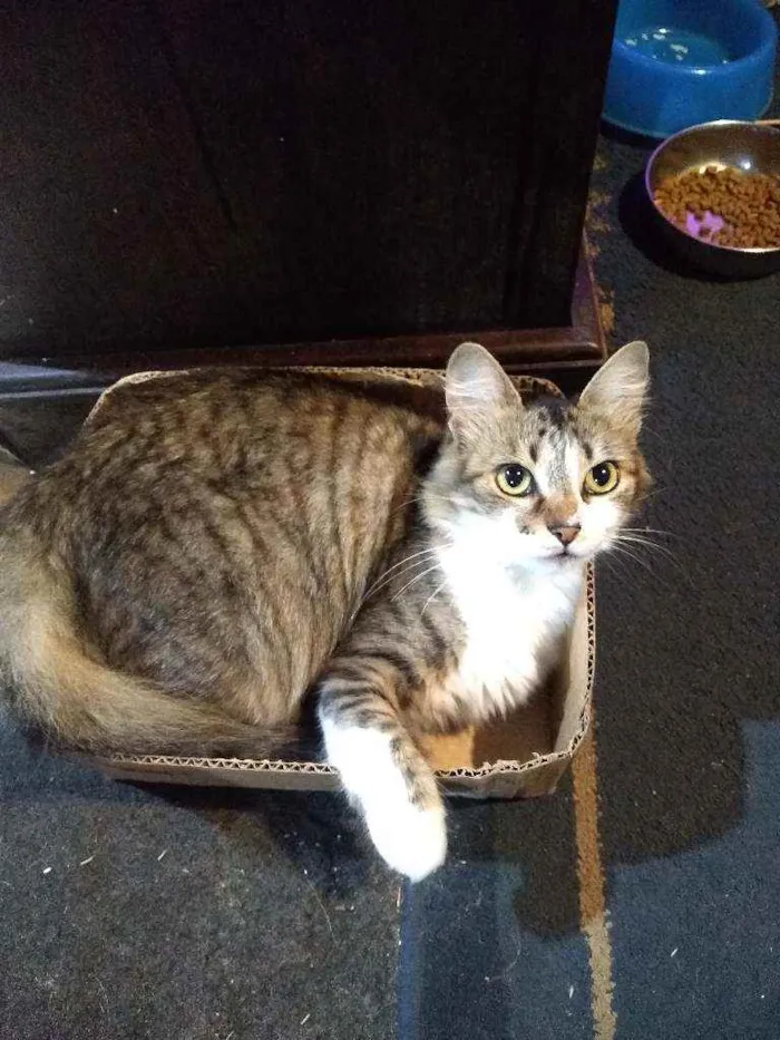 Gato ra a Sem raça pré definida idade 3 anos nome NALA