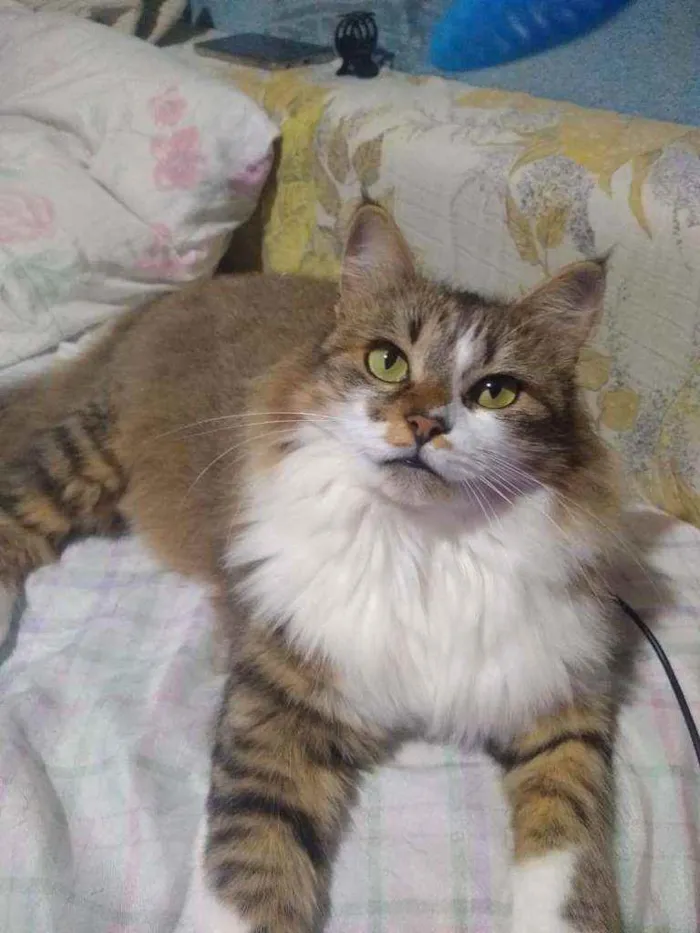 Gato ra a Sem raça pré definida idade 3 anos nome NALA
