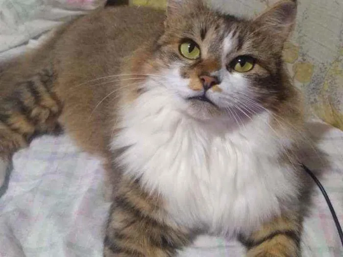Gato ra a Sem raça pré definida idade 3 anos nome NALA