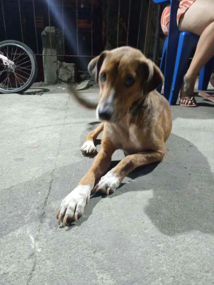 Cachorro ra a SRD idade 2 a 6 meses nome Fofão