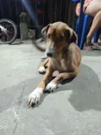 Fofão