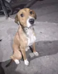 Fofão