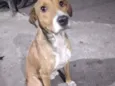Fofão