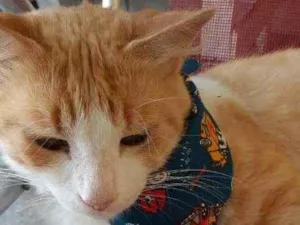 Gato raça SRD idade 1 ano nome Bob