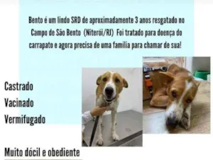 Cachorro raça SRD idade 3 anos nome Bento 
