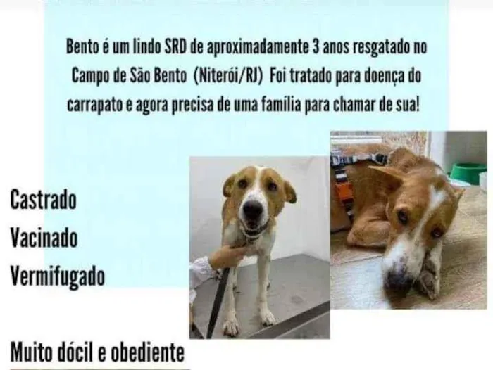 Cachorro ra a SRD idade 3 anos nome Bento 