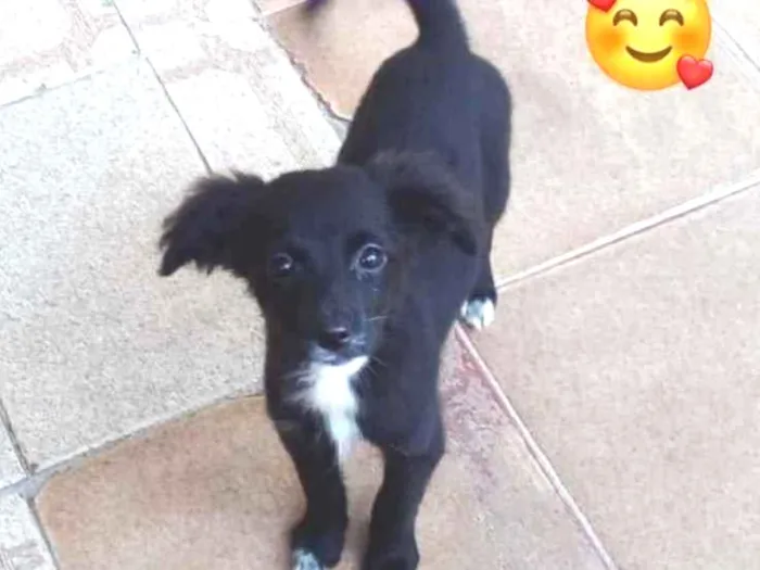 Cachorro ra a SRD idade 2 a 6 meses nome Charlote