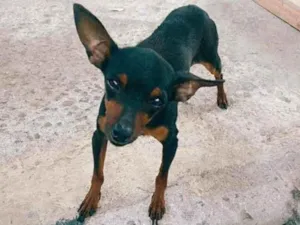 Cachorro raça SRD idade 2 anos nome BILU