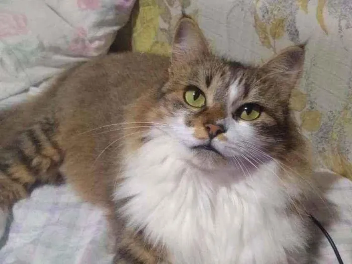 Gato ra a Sem raça pré definida idade 3 anos nome NALA