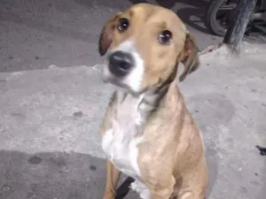 Cachorro raça SRD idade 2 a 6 meses nome Fofão