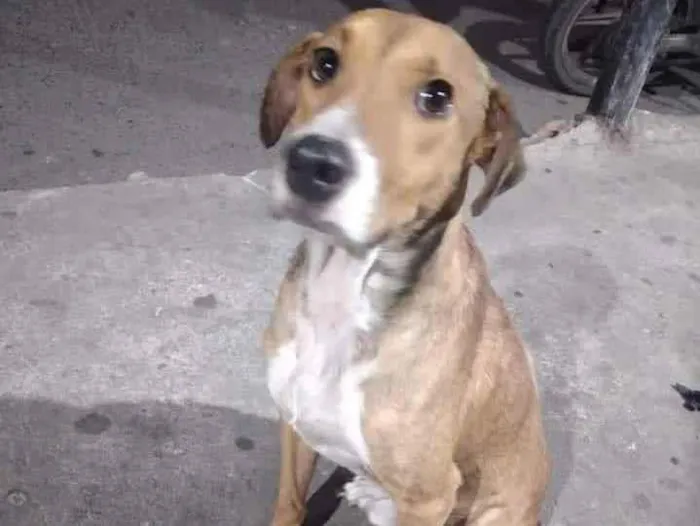 Cachorro ra a SRD idade 2 a 6 meses nome Fofão