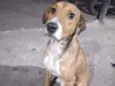 Fofão