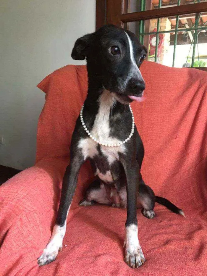 Cachorro raça Srd idade 1 ano nome FLOR