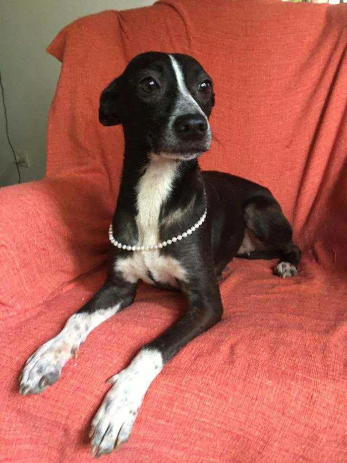 Cachorro raça Srd idade 1 ano nome FLOR