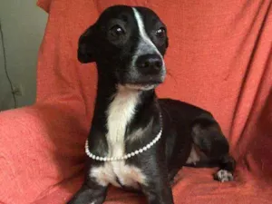 Cachorro raça Srd idade 1 ano nome FLOR