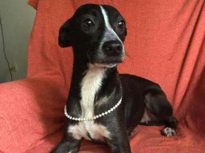 Cachorro raça Srd idade 1 ano nome FLOR