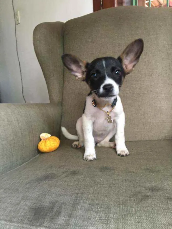 Cachorro raça Srd idade 2 a 6 meses nome CLYDE