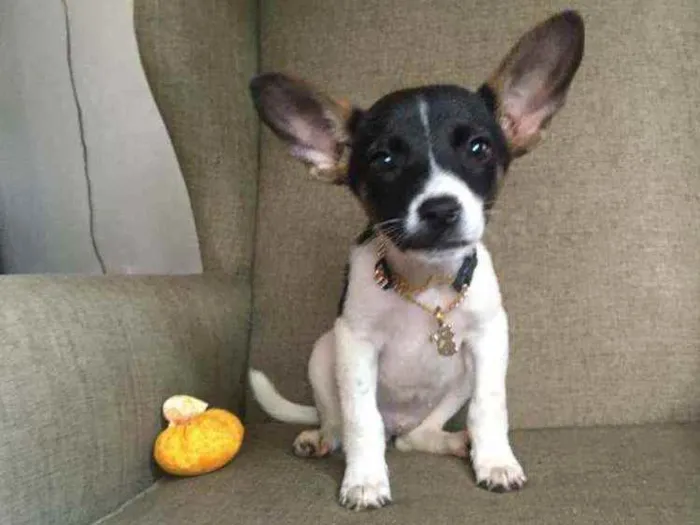 Cachorro raça Srd idade 2 a 6 meses nome CLYDE