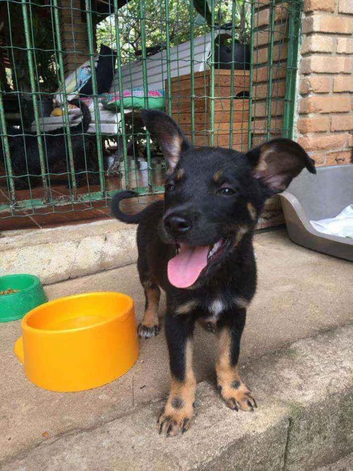 Cachorro raça Srd idade 2 a 6 meses nome BONNIE