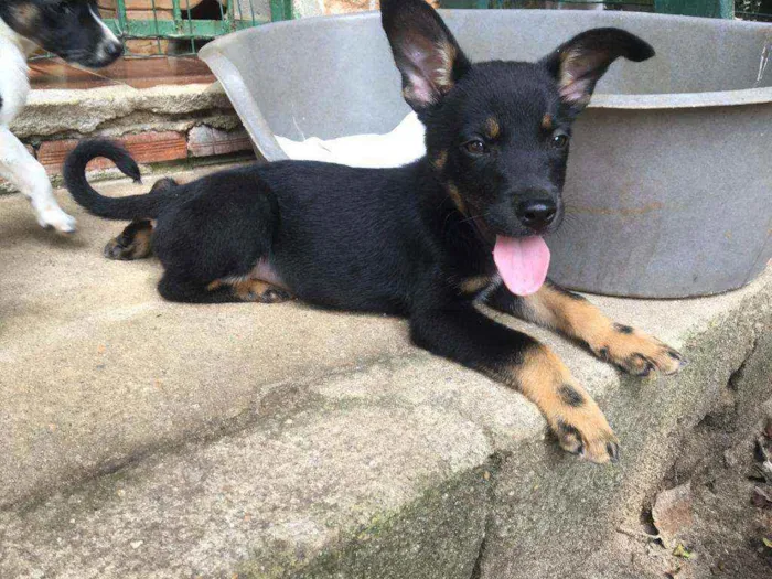 Cachorro raça Srd idade 2 a 6 meses nome BONNIE