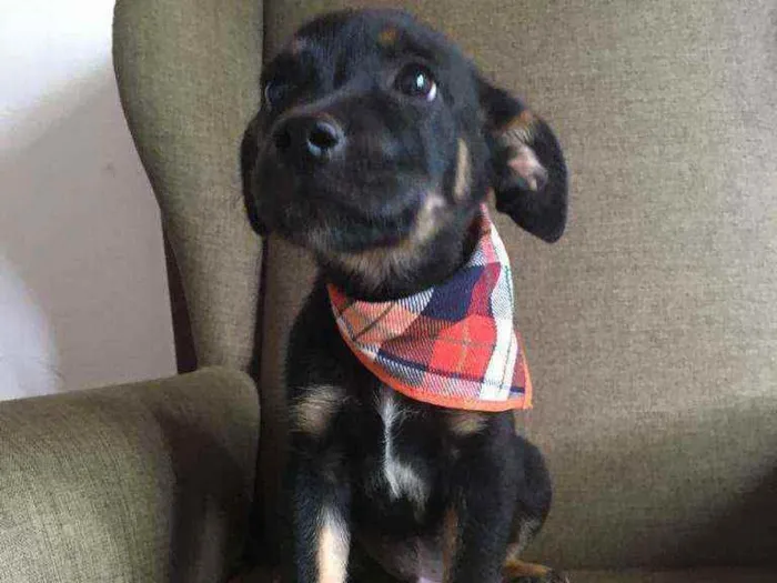 Cachorro raça Srd idade 2 a 6 meses nome BONNIE